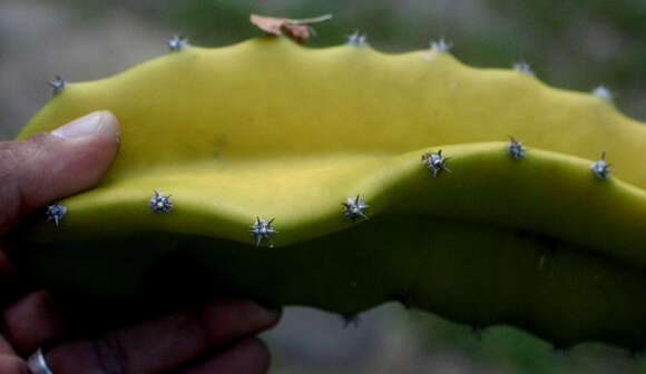 صورة Hylocereus costaricensis (F. A. C. Weber) Britton & Rose