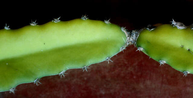 صورة Hylocereus costaricensis (F. A. C. Weber) Britton & Rose