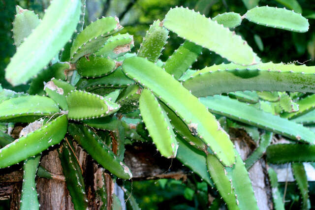 صورة Hylocereus costaricensis (F. A. C. Weber) Britton & Rose