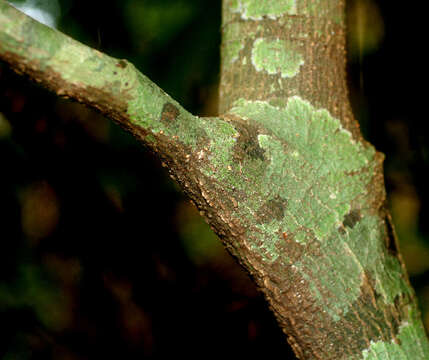 Imagem de Solanum arboreum Humb. & Bonpl. ex Dun.