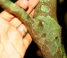 Image of Solanum arboreum Humb. & Bonpl. ex Dun.