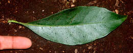 Image of Solanum arboreum Humb. & Bonpl. ex Dun.