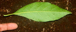 Image of Solanum arboreum Humb. & Bonpl. ex Dun.