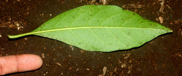 Imagem de Solanum arboreum Humb. & Bonpl. ex Dun.