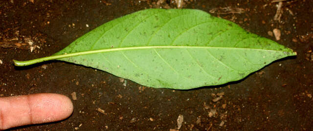 Image of Solanum arboreum Humb. & Bonpl. ex Dun.