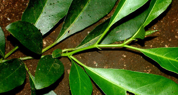 Image of Solanum arboreum Humb. & Bonpl. ex Dun.