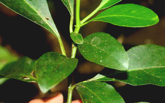 Image of Solanum arboreum Humb. & Bonpl. ex Dun.