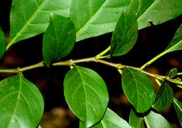 Image of Solanum arboreum Humb. & Bonpl. ex Dun.