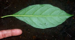 Image of Solanum arboreum Humb. & Bonpl. ex Dun.