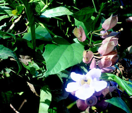 Image of Bengal clock vine