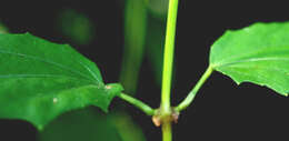 Image of Bengal clock vine