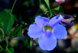 Image of Bengal clock vine