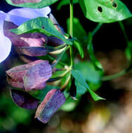 Image of Bengal clock vine