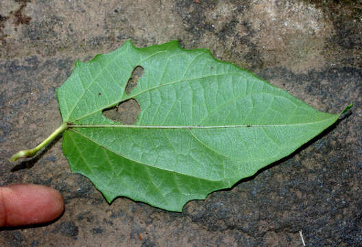 Image of Bengal clock vine