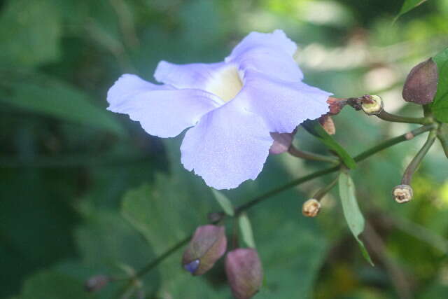 Image of Bengal clock vine