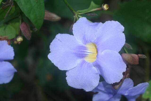 Image of Bengal clock vine