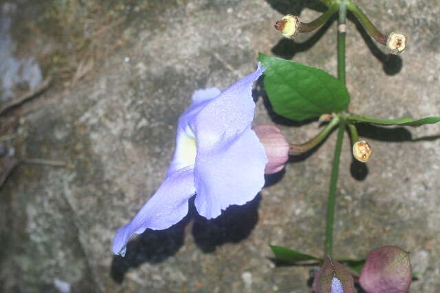 Image of Bengal clock vine