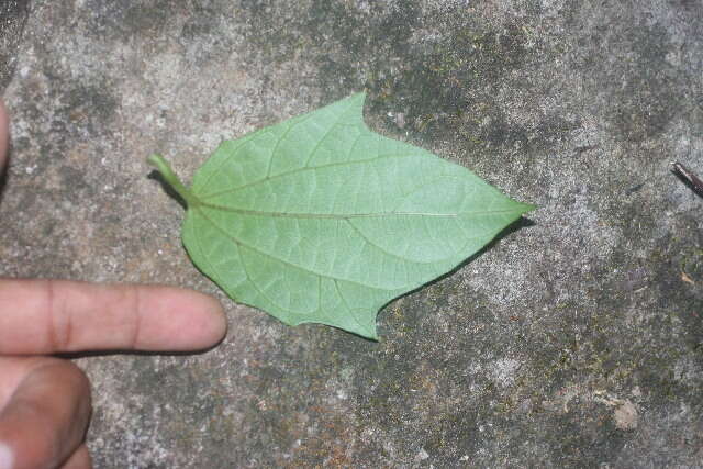 Image of Bengal clock vine