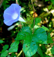 Image of whiteedge morning-glory