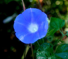 Image of whiteedge morning-glory