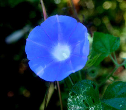 Image of whiteedge morning-glory