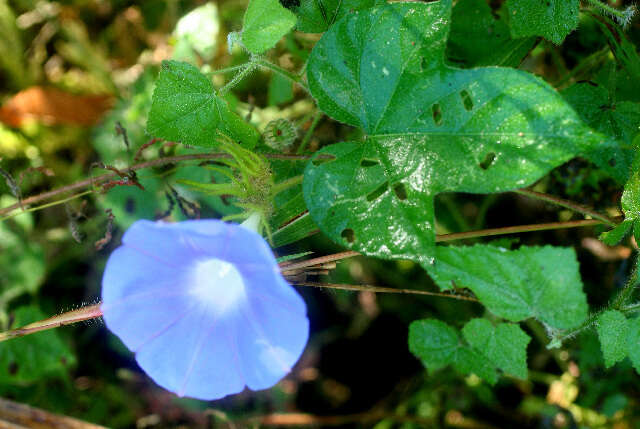 Image of whiteedge morning-glory