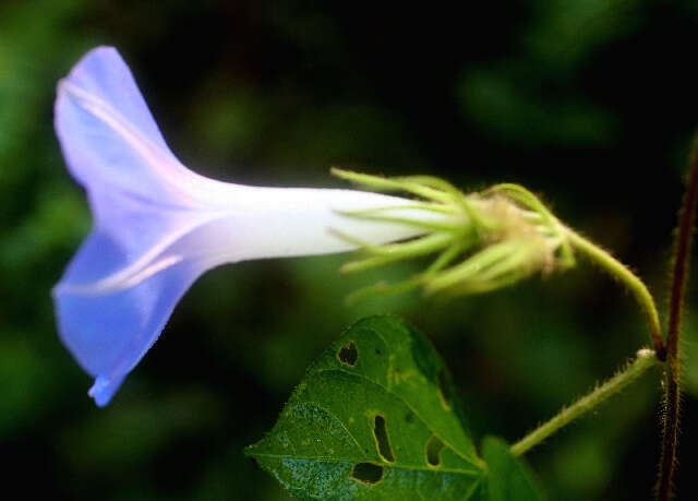 Image of whiteedge morning-glory