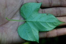 Image of whiteedge morning-glory