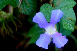 Image of whiteedge morning-glory