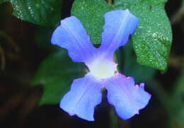 Image of whiteedge morning-glory