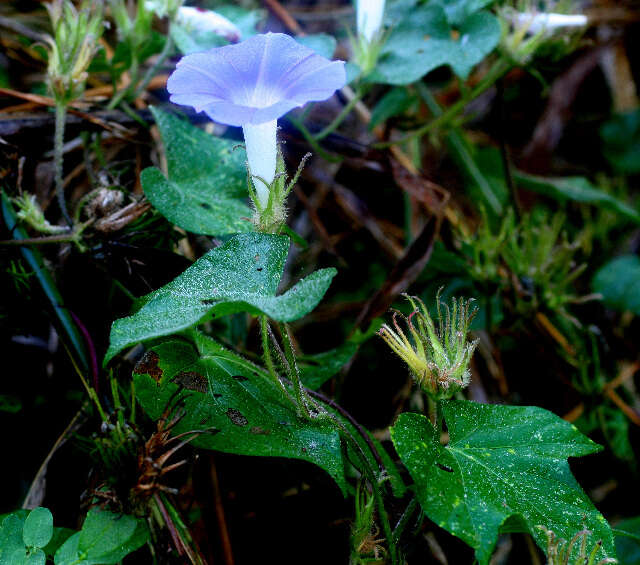 Image of whiteedge morning-glory