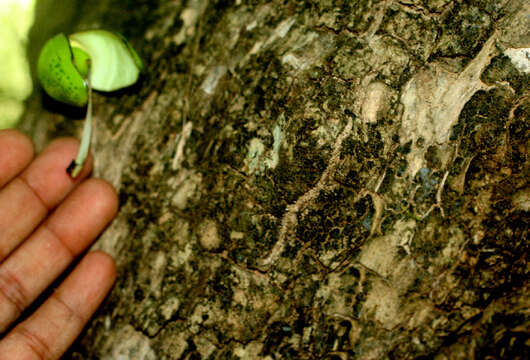 Image of common calabash tree