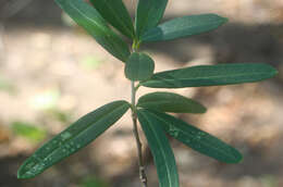 Image of Forchhammeria pallida Liebm.