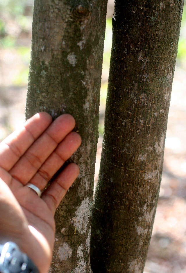 Image of Forchhammeria pallida Liebm.