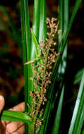 Image of Becquerelia cymosa Brongn.