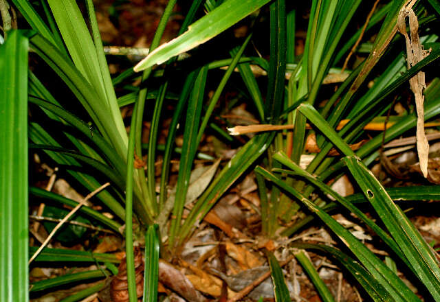 Image of Becquerelia cymosa Brongn.