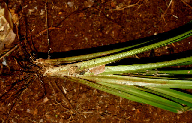 Image of Becquerelia cymosa Brongn.