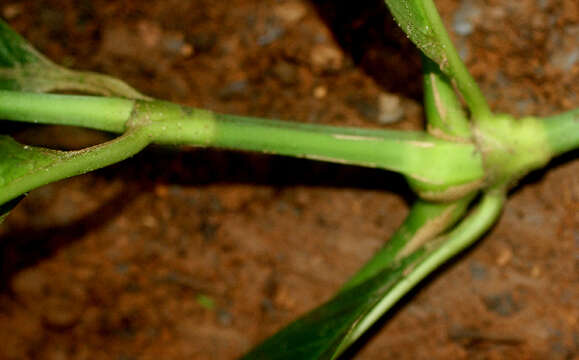 Image of Hedyosmum bonplandianum Kunth