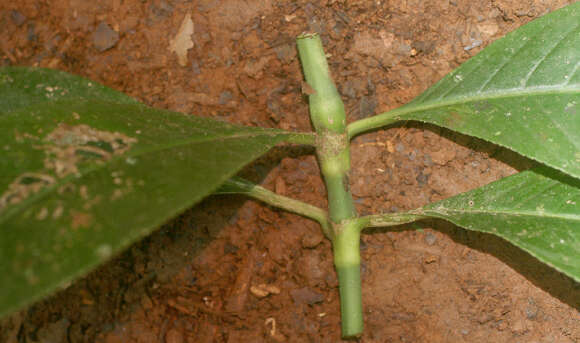 Image of Hedyosmum bonplandianum Kunth