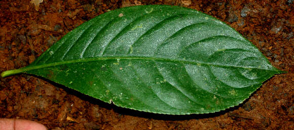 Image of Hedyosmum bonplandianum Kunth