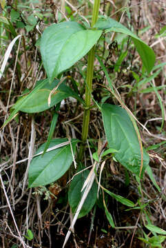 Image of Chelonanthus alatus Standl.