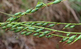 Image of Chelonanthus alatus Standl.