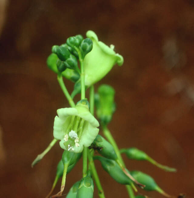 Image of Chelonanthus alatus Standl.