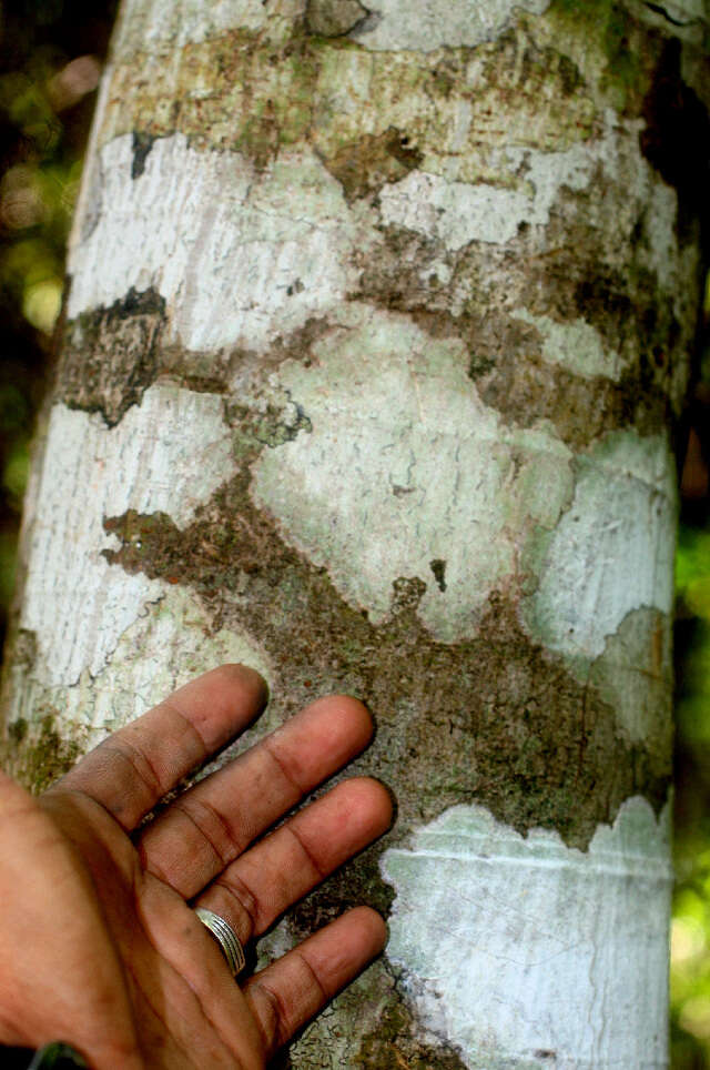 Image of trumpet tree