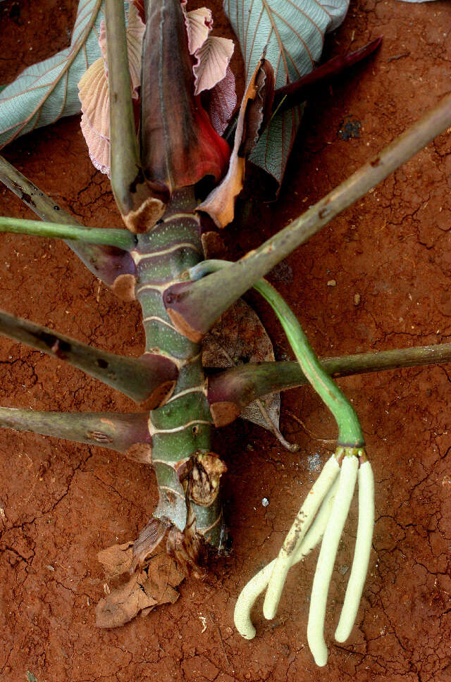 Image of trumpet tree