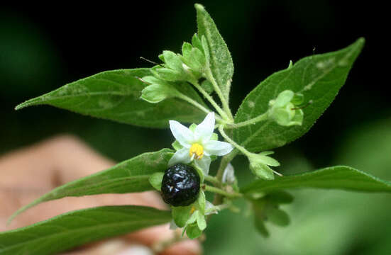 Solanum cordovense Moc. & Sessé的圖片
