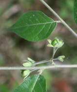 Image of Solanum cordovense Moc. & Sessé