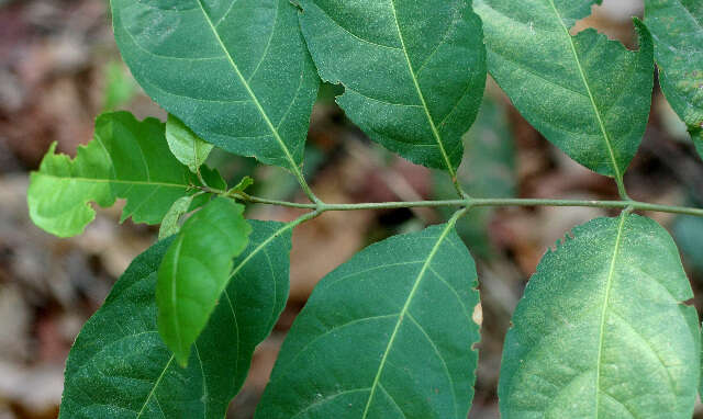 Imagem de Combretum farinosum Kunth