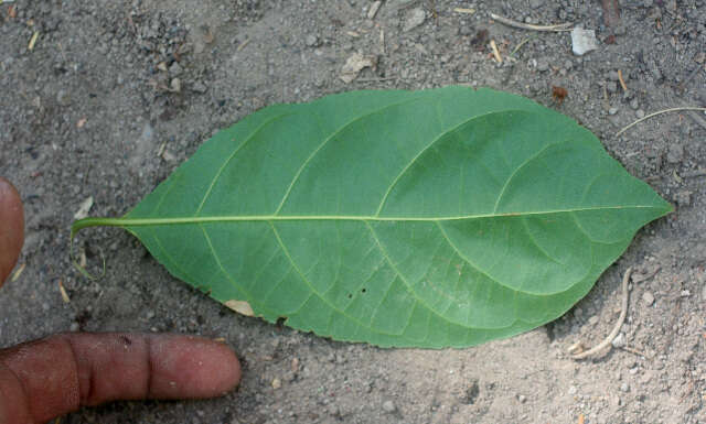 Image of Combretum farinosum Kunth