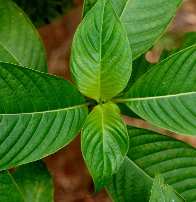 Image of Psychotria berteriana